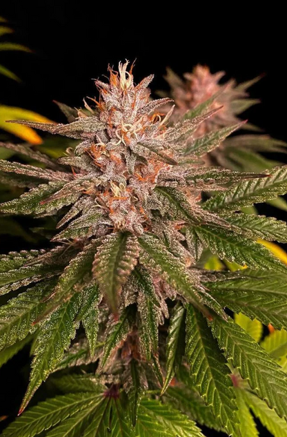 Purple Lemonade FASTFLOWERING