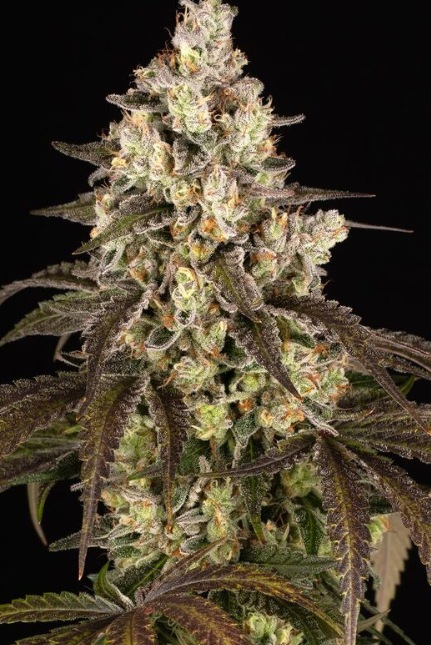 TRAINWRECK STRAIN