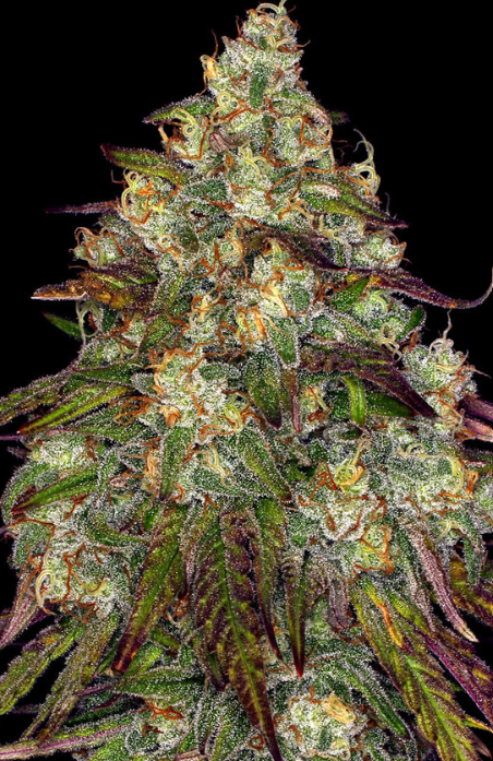 AMNESIA LEMON
