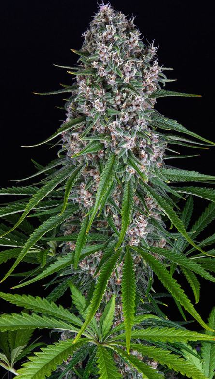 BLUE CHEESE