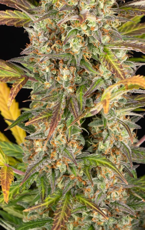 AMNESIA HAZE AUTO