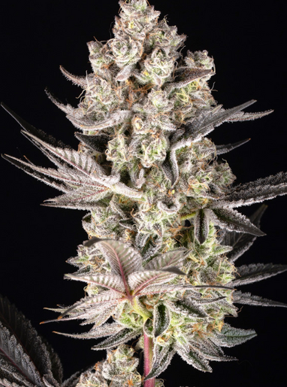 SUPER BOOF STRAIN