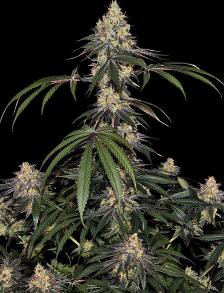 WATERMELON ZKITTLEZ