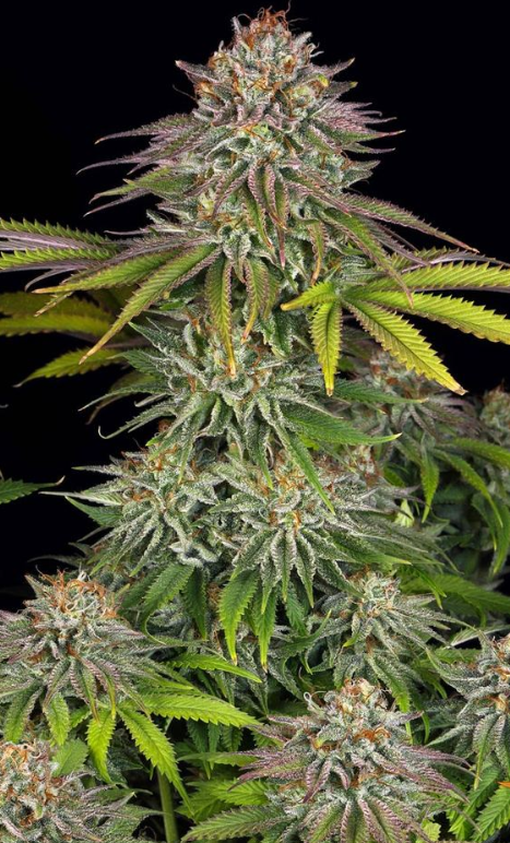 CRITICAL KUSH