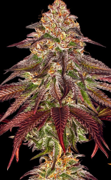 MIMOSA X ORANGE PUNCH AUTO