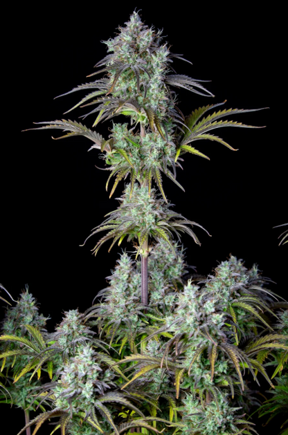 Big Bud Auto