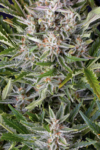 GORILLA ZKITTLEZ AUTO