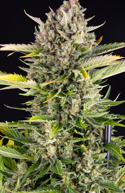 STRAWBERRY CHEESECAKE AUTO