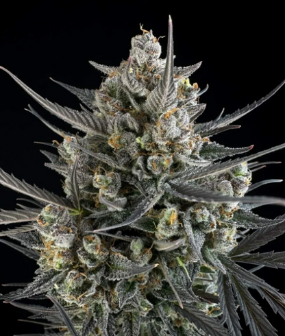 Pound Cake Auto