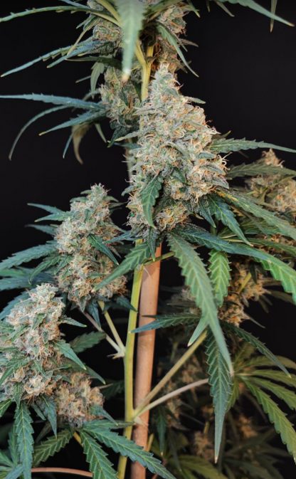 Cheese Auto