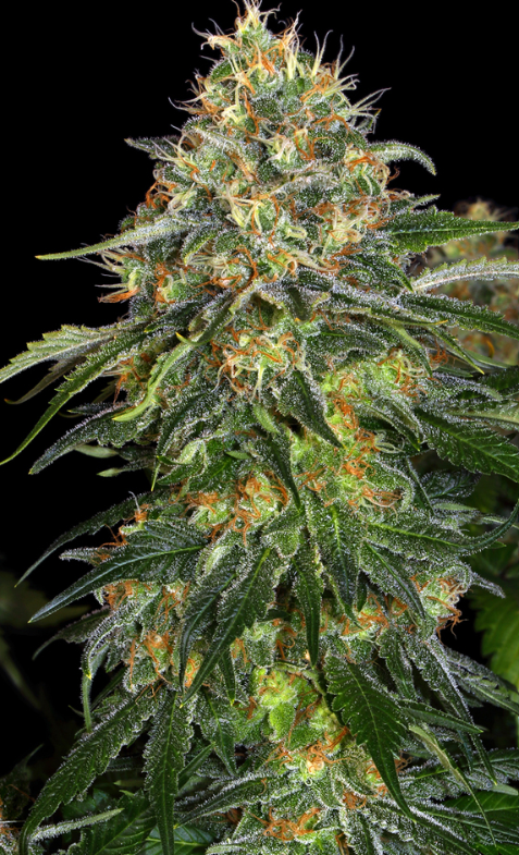 MOBY DICK AUTO