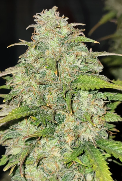Moby Dick Auto
