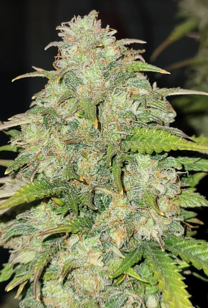 Moby Dick Auto