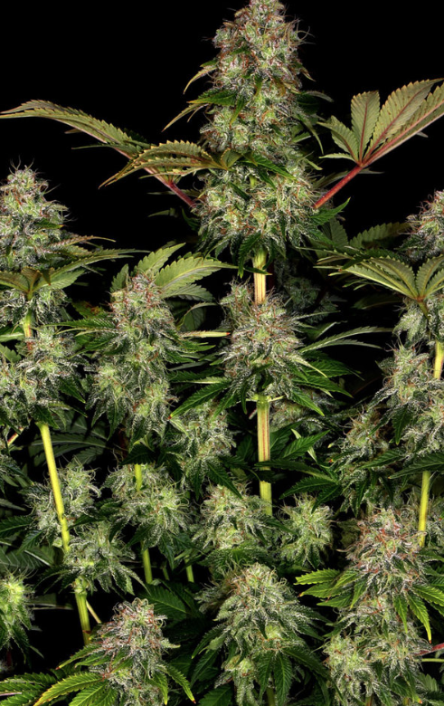TANGERINE DREAM AUTO