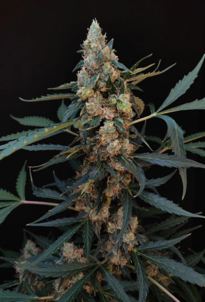 Northern Lights Auto