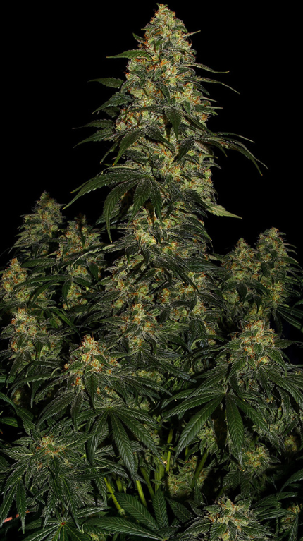 BLUE GELATO 41