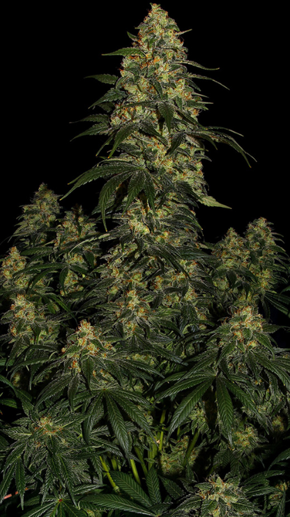BLUE GELATO 41