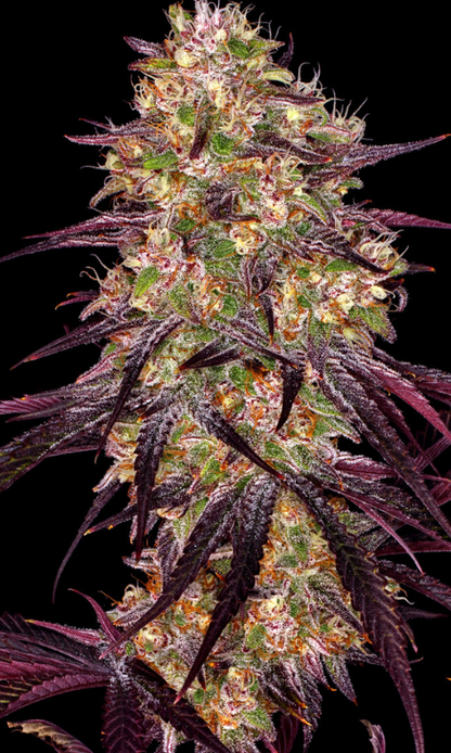 AYAHUASCA PURPLE
