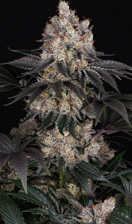 GELATO