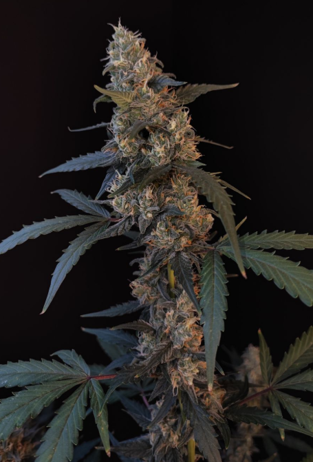 BubbleGum Auto