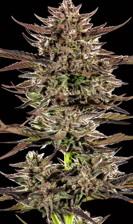 Frosted Zinn x 3 Bears OG Auto