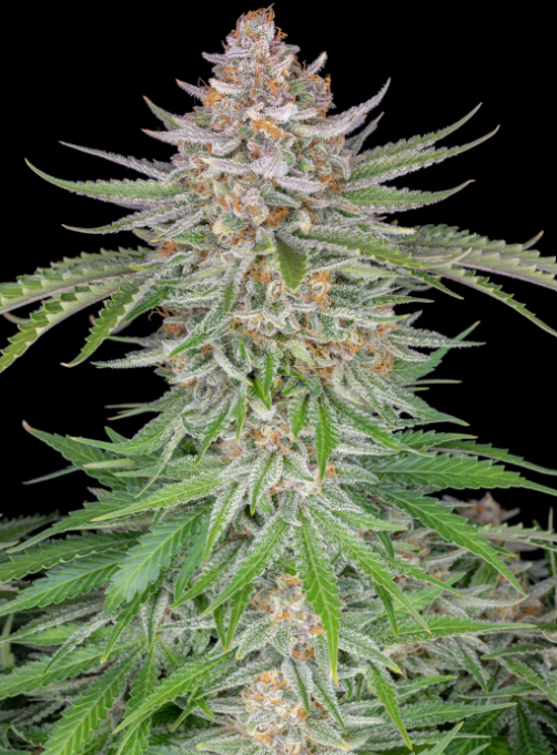 Strawberry Pie Auto