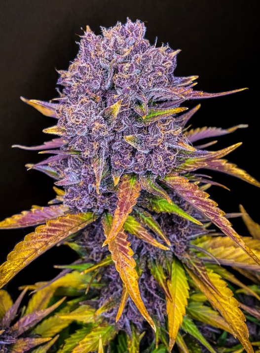 Purple Lemonade Auto