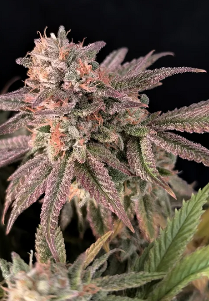 Rainbow Melon
