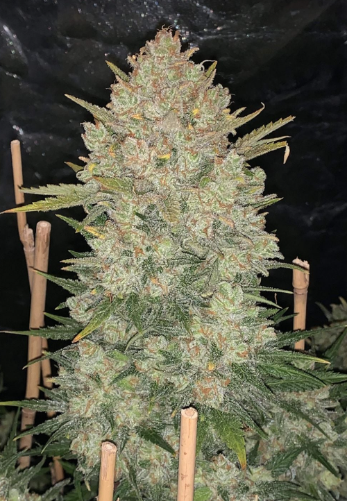 OG Kush Auto