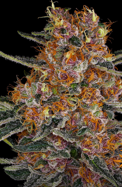 PURPLE PUNCH AUTO