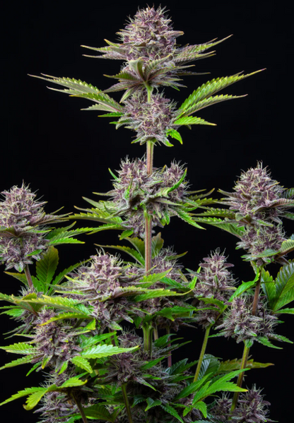 Purple Punch Auto