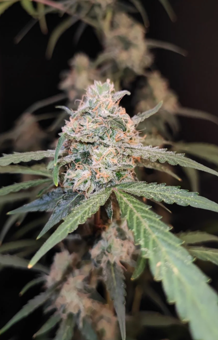 AK Auto