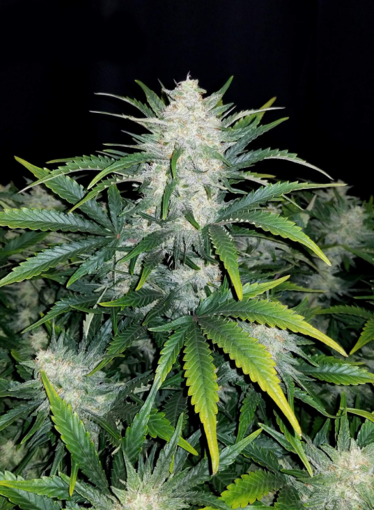 Rhino Ryder Auto