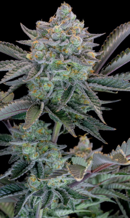 Gorilla Cookies FASTFLOWERING