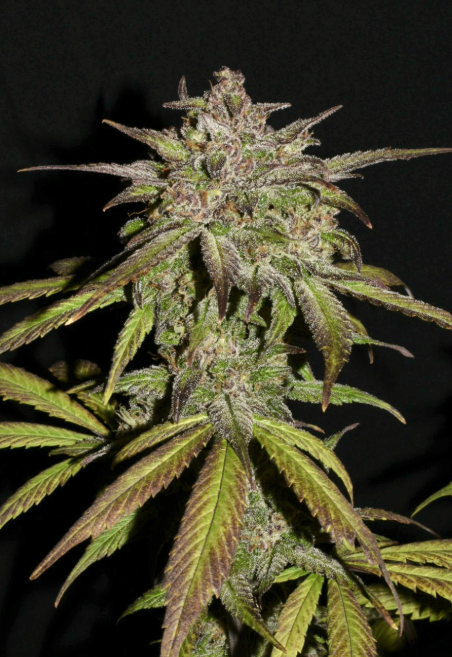 Smoothie Auto