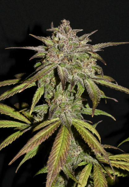Smoothie Auto