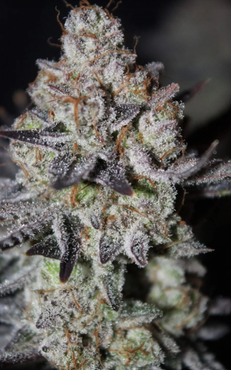Tropicana Cookies FASTFLOWERING