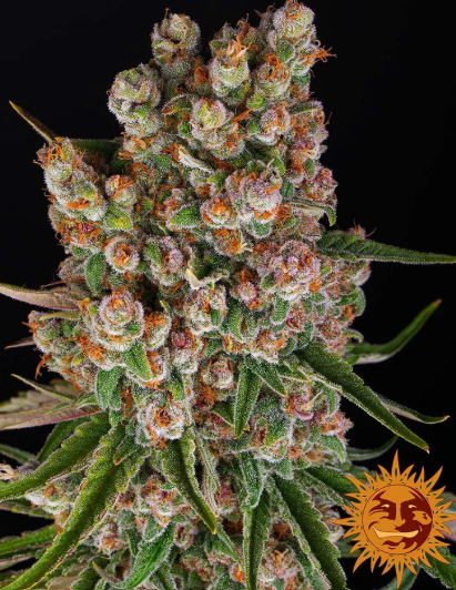 GMO AUTO