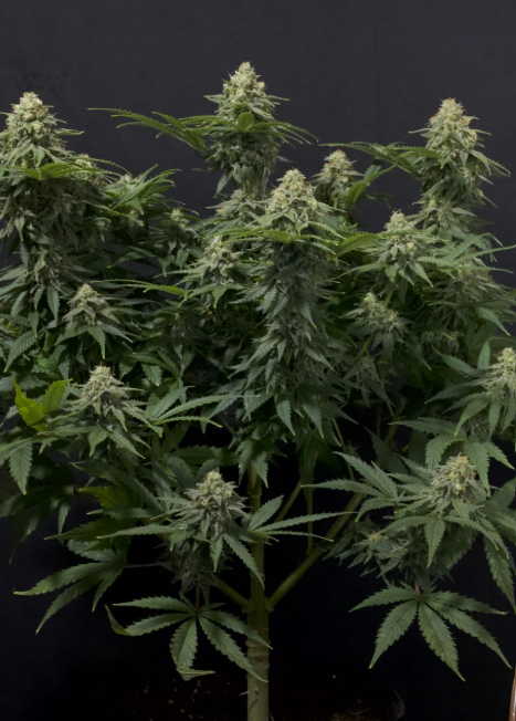 Wedding Cheesecake FASTFLOWERING