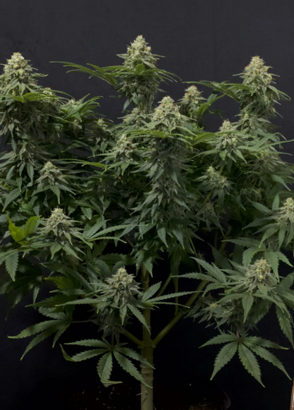 Wedding Cheesecake FASTFLOWERING