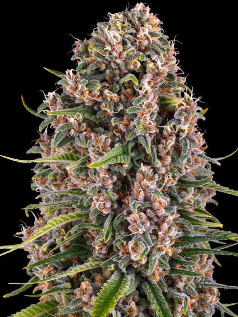 BLUE CHEESE