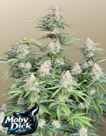 Moby Dick Auto