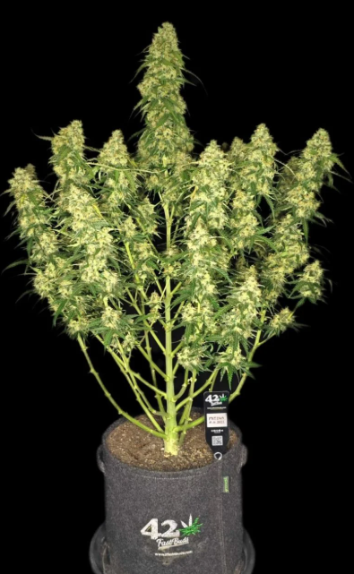 Sour Jealousy Auto