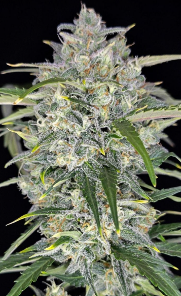 Sour Jealousy Auto