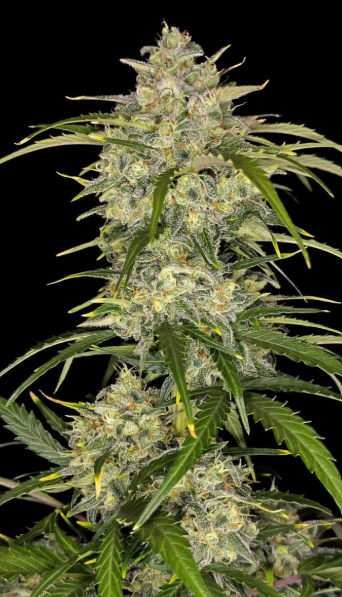 Sour Jealousy Auto