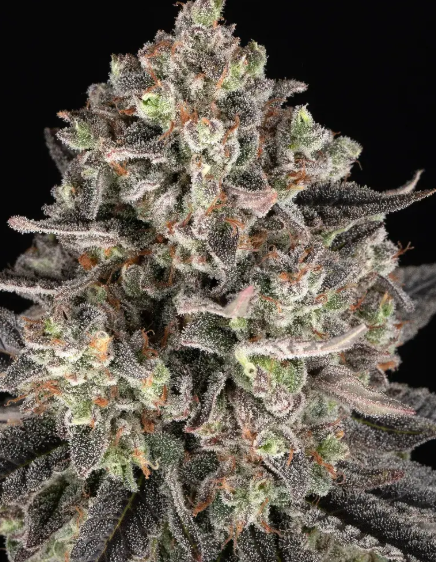 BLUE DREAM STRAIN
