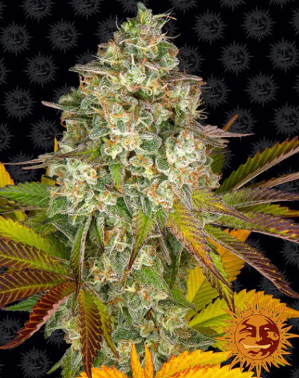 COOKIES KUSH AUTO