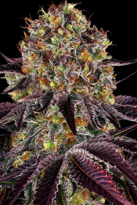 RUNTZ X LAYER CAKE