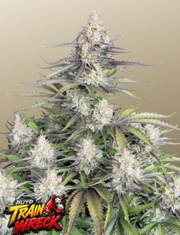 Trainwreck Auto