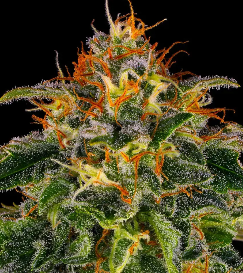 MOBY DICK